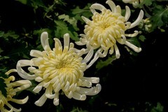 武汉江滩菊花展五