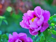 【视觉光影】国 色 天 香（14）