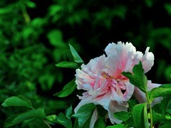 【视觉光影】国 色 天 香（14）