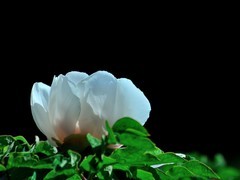 【视觉光影】国 色 天 香（14）