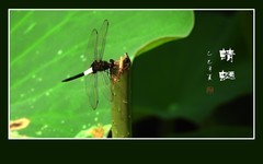 灵巧可爱的蜻蜓