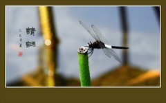 灵巧可爱的蜻蜓