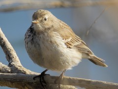 新入900s有空就拍发 4  云雀