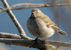 新入900s有空就拍发 4  云雀