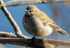 新入900s有空就拍发 4  云雀