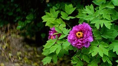 裕西牡丹园一游