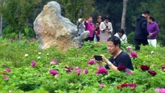 裕西牡丹园一游