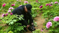 裕西牡丹园一游