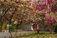 2026年第0244贴 - 陶然亭公园春花灿烂（0413）