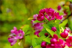 2026年第0244贴 - 陶然亭公园春花灿烂（0413）