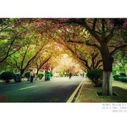 樱花“隧道”