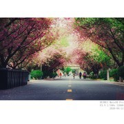 樱花“隧道”