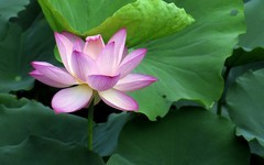[26312] 流花湖的荷花（完）