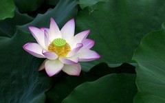 [26312] 流花湖的荷花（完）