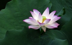 [26312] 流花湖的荷花（完）