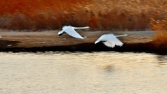 【视觉光影】美 丽 的 大 天 鹅 （5）