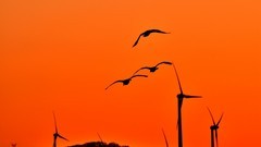 【视觉光影】美 丽 的 大 天 鹅 （5）