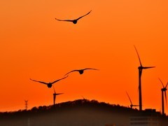 【视觉光影】美 丽 的 大 天 鹅 （5）