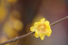 腊梅花【一】2026.009