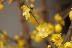 腊梅花【一】2026.009