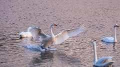 北 票 红 村 天 鹅（ 六 ）