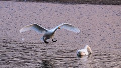 北 票 红 村 天 鹅（ 六 ）