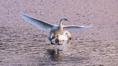 北 票 红 村 天 鹅（ 六 ）