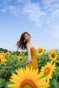 洋湖湿地向日葵花中