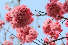 拍摄花卉一（1134）