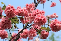 拍摄花卉一（1134）
