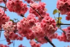 拍摄花卉一（1134）