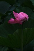 荷花 2026 — 13