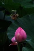 荷花 2026 — 13