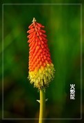 火炬花
