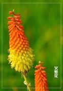 火炬花