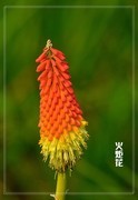 火炬花