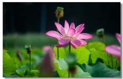 荷花（十一）