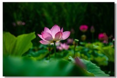 荷花（十一）