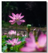 荷花（十二）