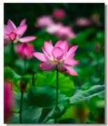 荷花（十二）