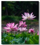 荷花（十二）