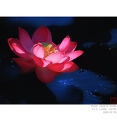 260703荷花