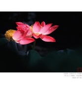 260703荷花