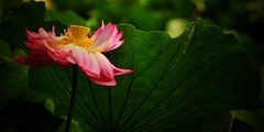 荷韵清风（续）