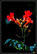 凌霄花