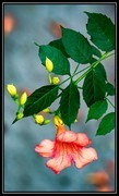 凌霄花