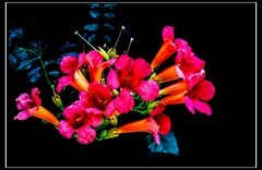 凌霄花