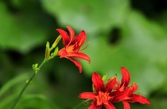 萱草花 (12)