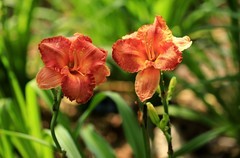 萱草花 (12)