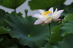 荷花 (17)